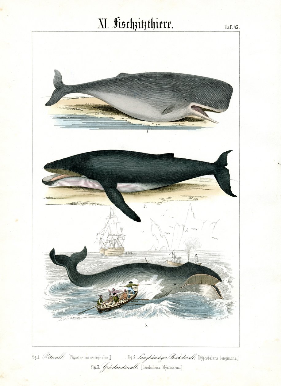 Cachalote, ballena jorobada y caza de ballenas de C. Roth