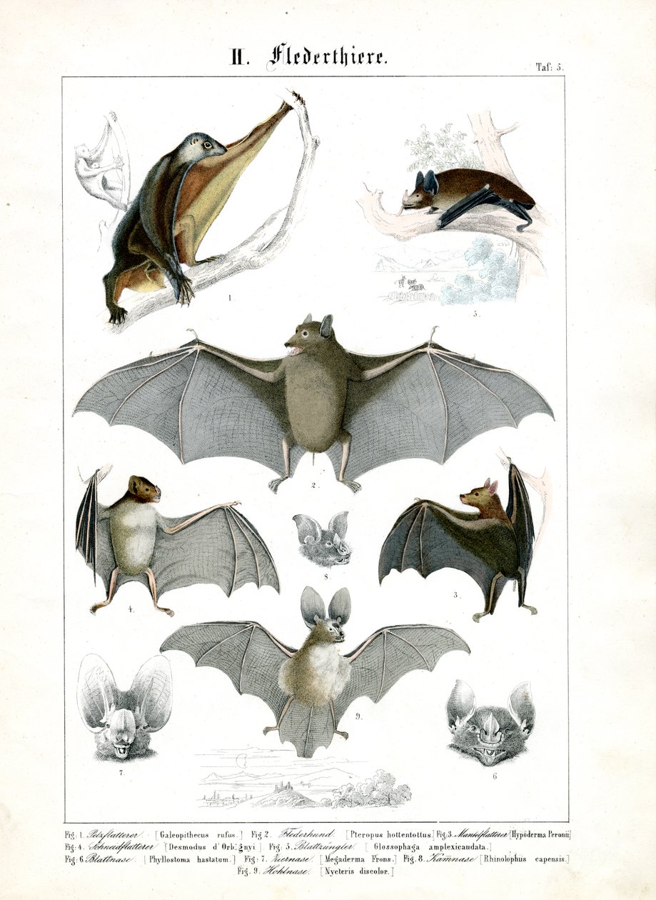 Varias especies de murciélagos de C. Roth