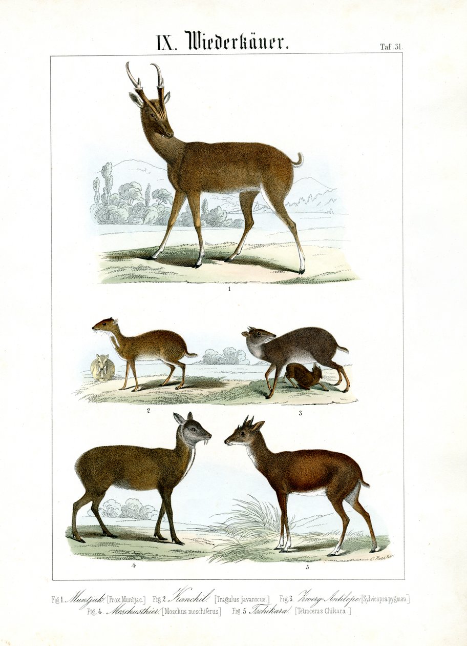  de C. Roth