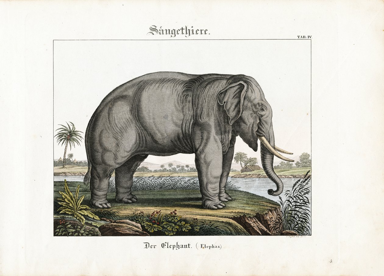  de C. Steglich