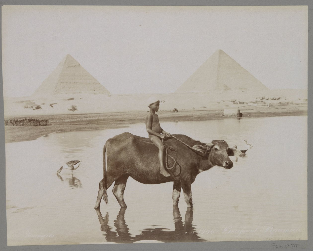 Muchacho en un búfalo con dos pirámides en el fondo en Egipto Beufe et Pyramides (título sobre el objeto) de C. and G. Zangaki