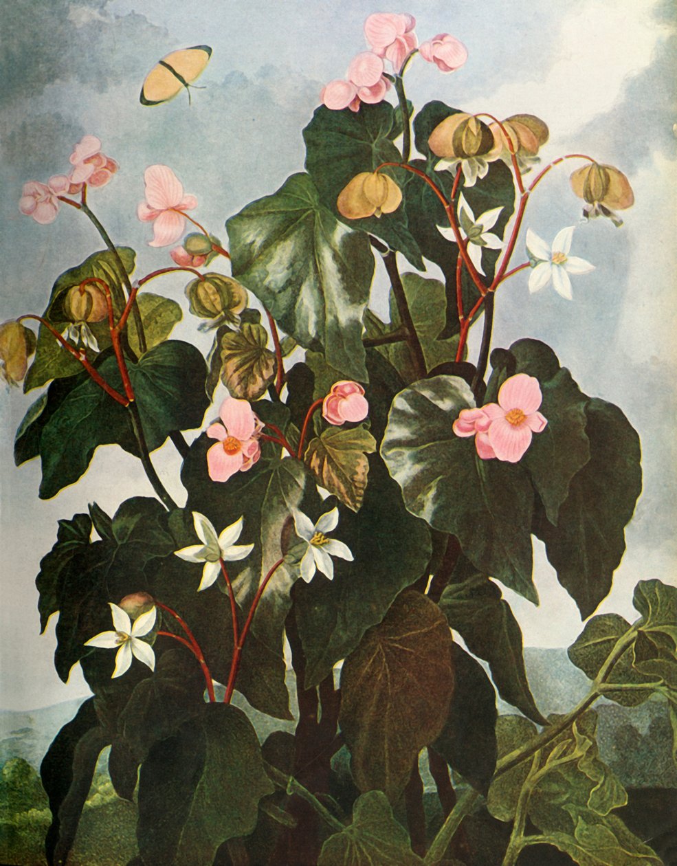Begonia de hojas oblicuas de Caldwell