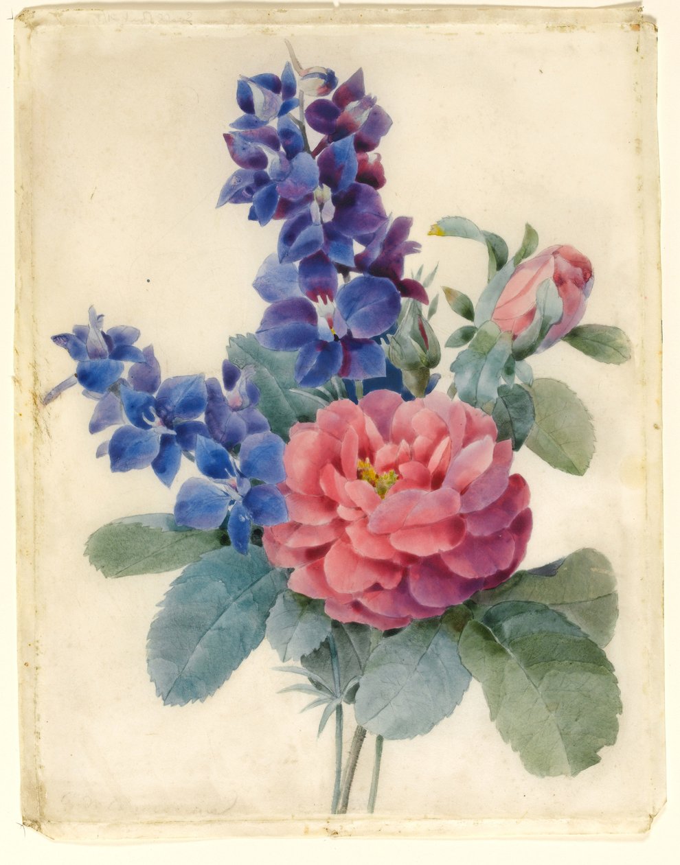 Flores, rosas y espuela de caballero de Camile de Chanteraine