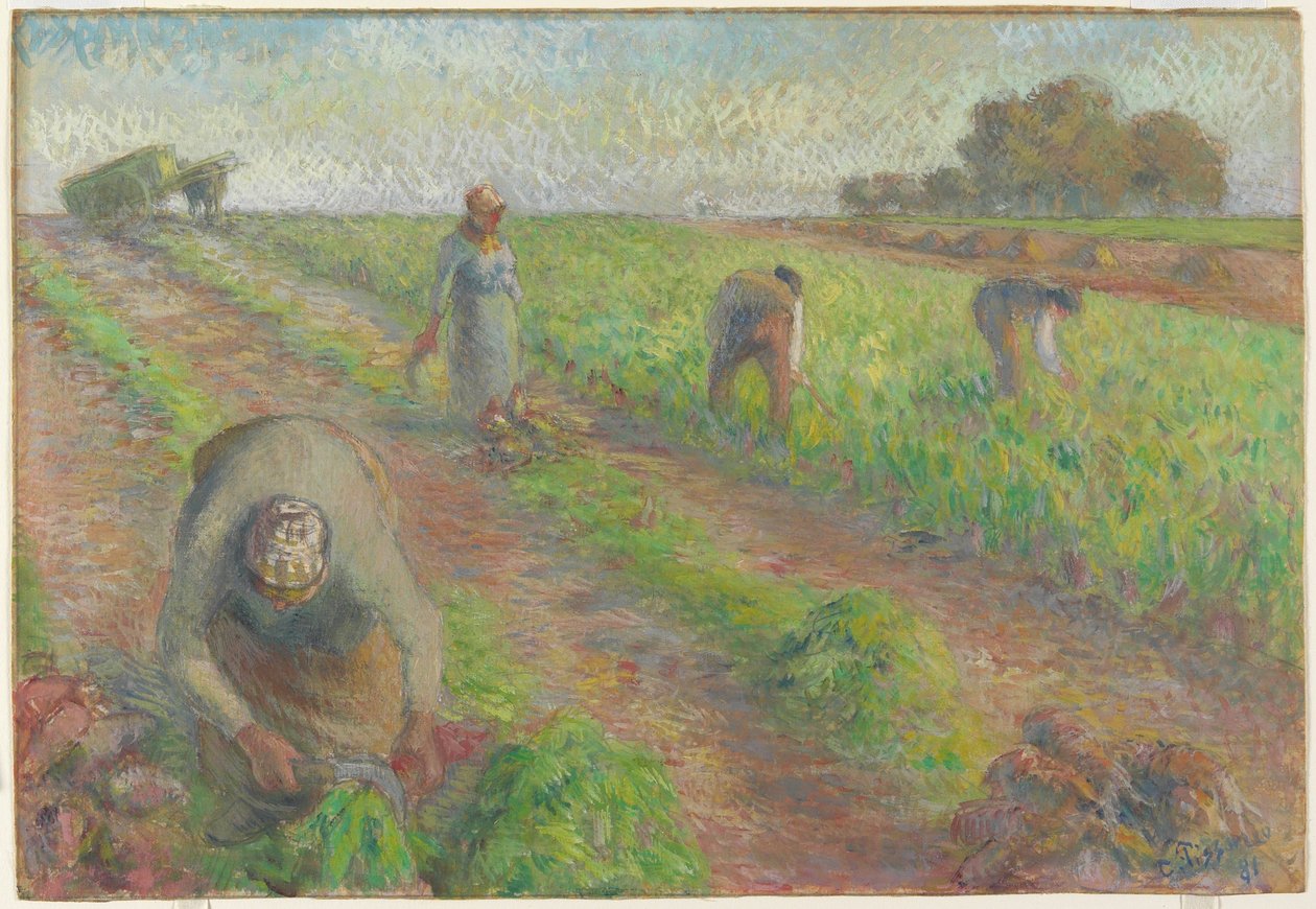 La cosecha de remolacha, 1881 de Camille Jacob Pissarro