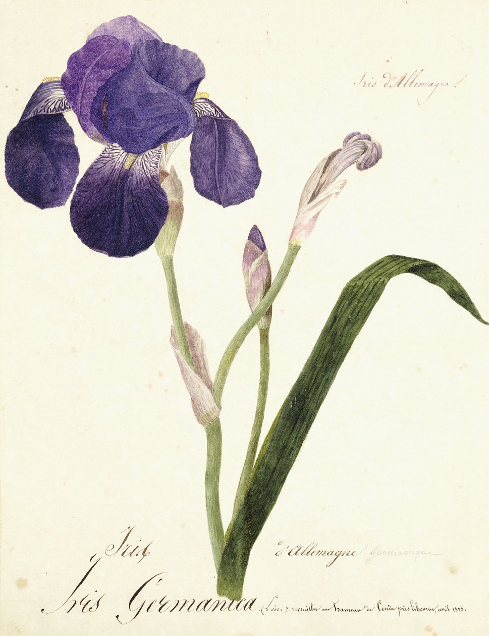 Iris alemán; Iris Germanica de Capitaine Pelletier