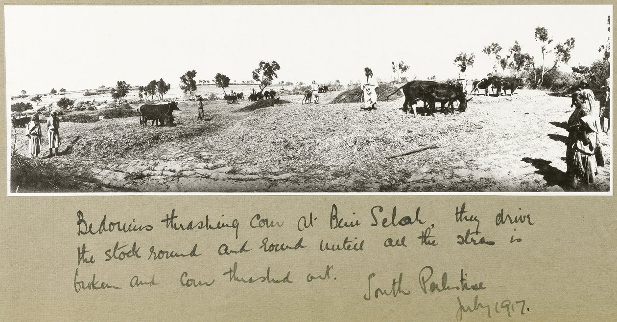 Beduinos trillando maíz en Beni Saleh, julio de 1917 de Capt. Arthur Rhodes
