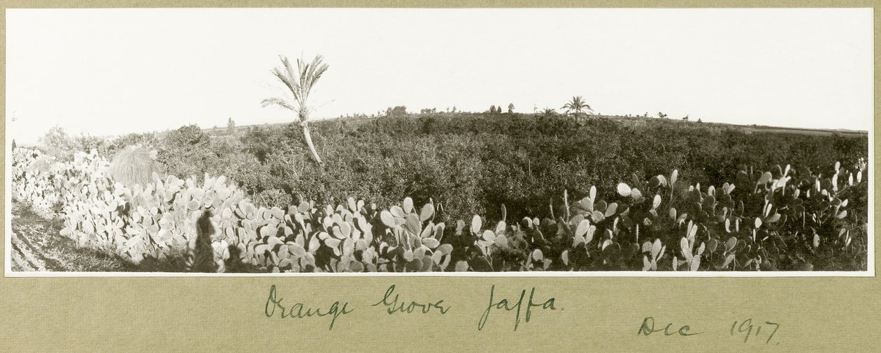 Naranjal, Jaffa, diciembre de 1917 de Capt. Arthur Rhodes
