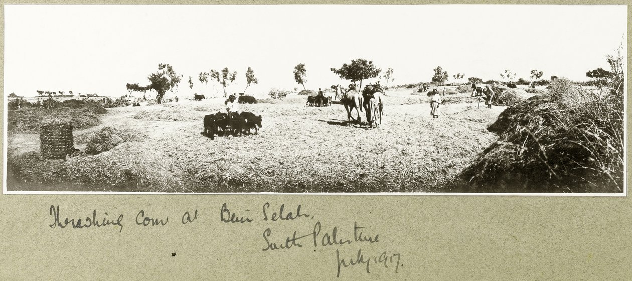 Trillando maíz en Beni Selah, julio 1917 de Capt. Arthur Rhodes