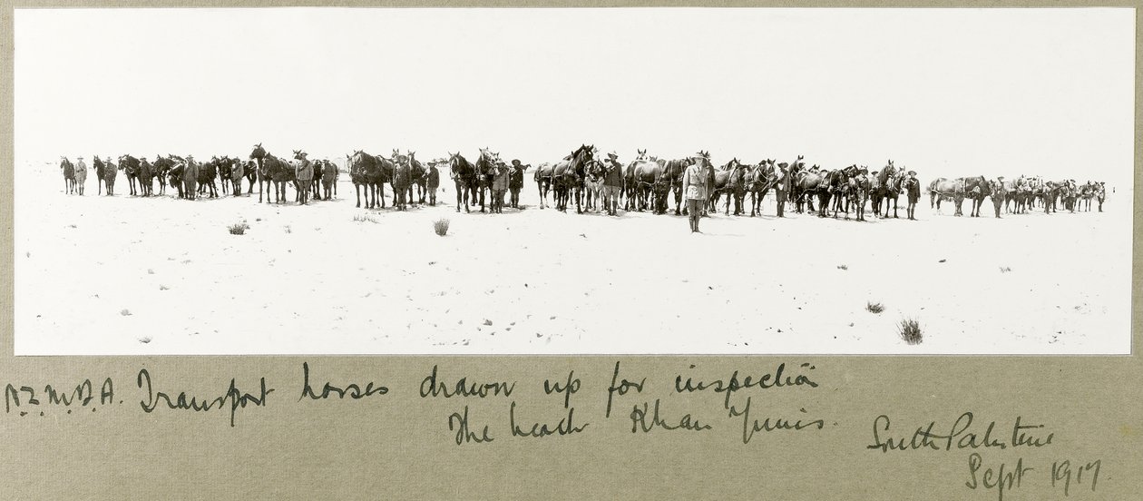 Caballos de transporte de N.Z.M.F.A. alineados para inspección en la playa, Khan Yunis, septiembre de 1917 de Capt. Arthur Rhodes