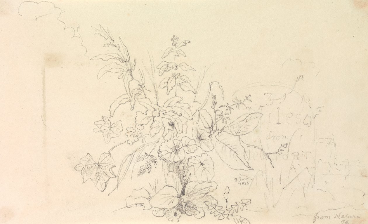 Bosquejo de plantas y un hito de la naturaleza, 3 de junio de 1826 de Capt. Thomas Hastings
