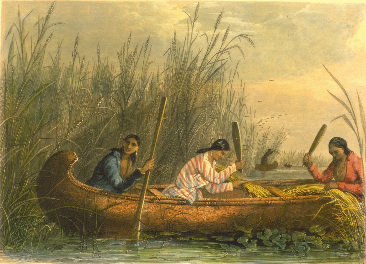 Recolección de arroz silvestre, 1853 de Captain Seth Eastman