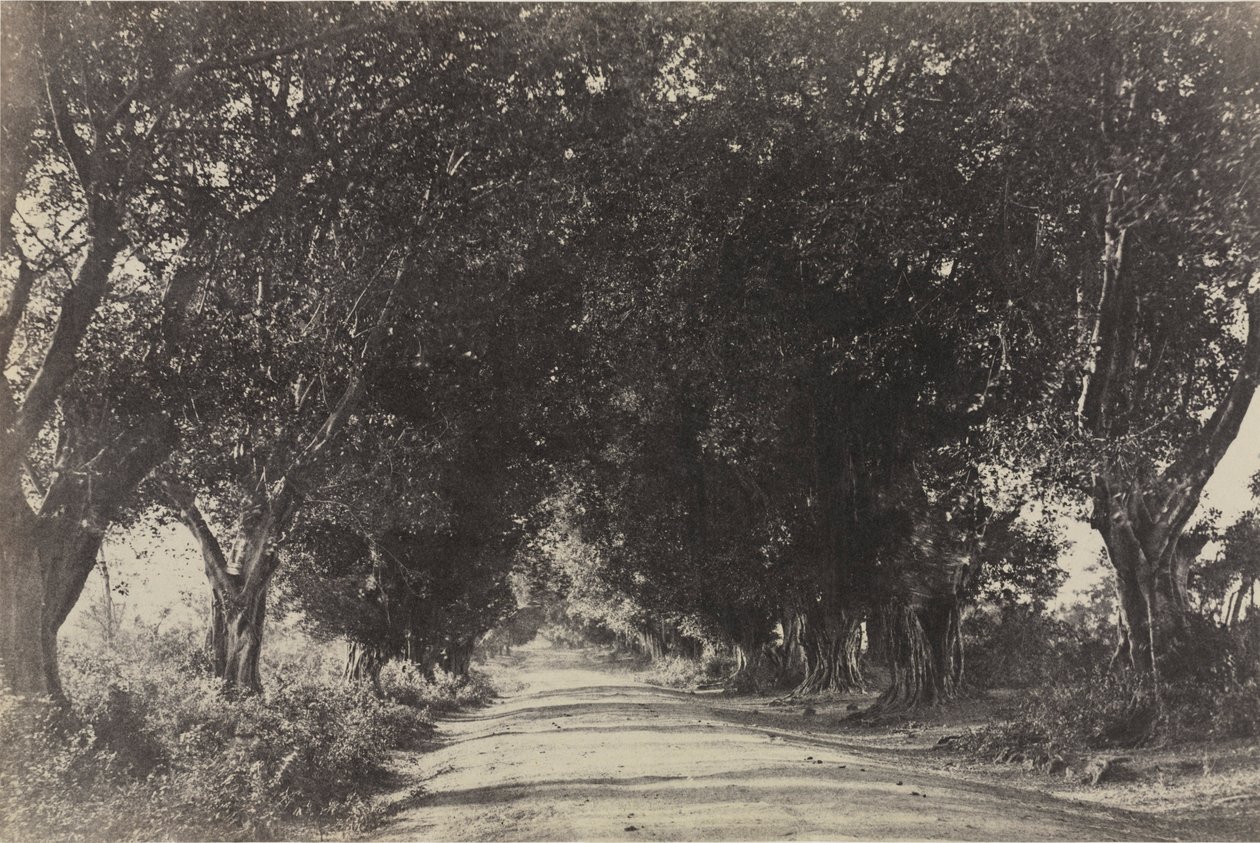 Avenida de los Árboles Banianos, Seringham, India de Captain Linnaeus Tripe