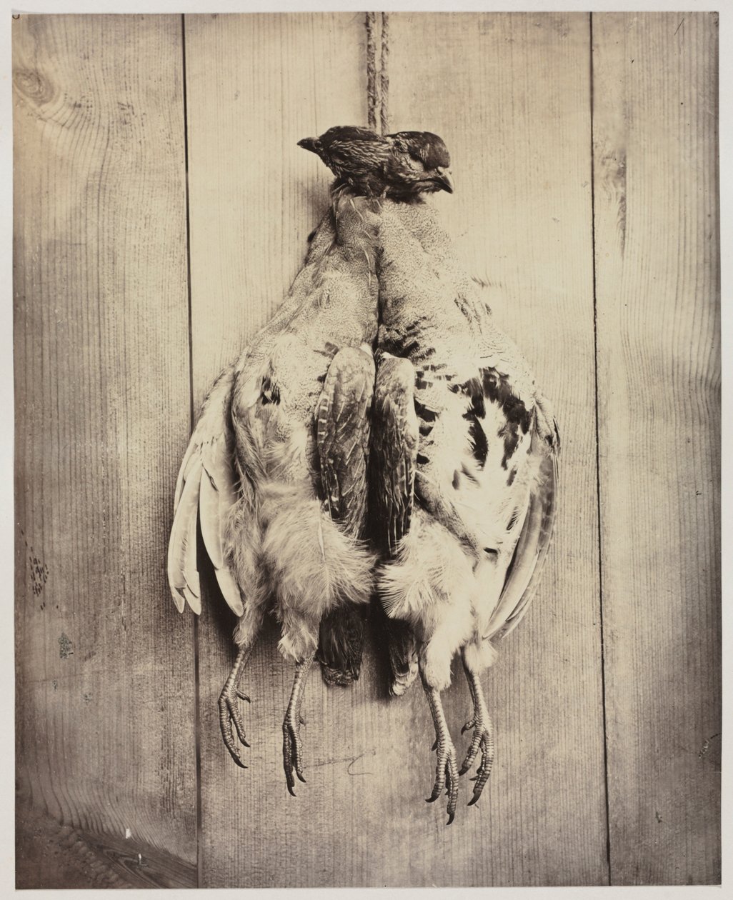 Perdices recto, c. 1861 de Captain N. Baily
