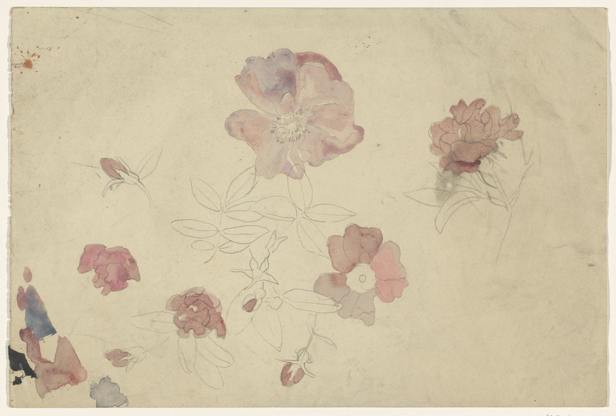 Estudios florales en púrpura y rosa de Carel Adolph Lion Cachet