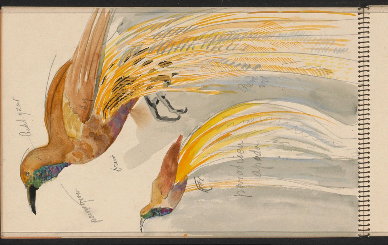 Großer Paradiesvogel de Carel Adolph Lion Cachet
