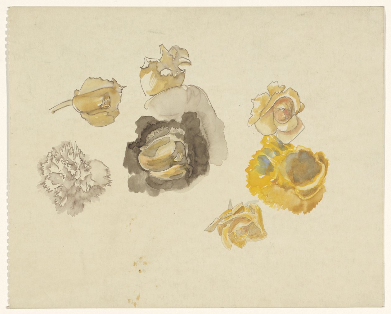 Estudios de flores en amarillo de Carel Adolph Lion Cachet