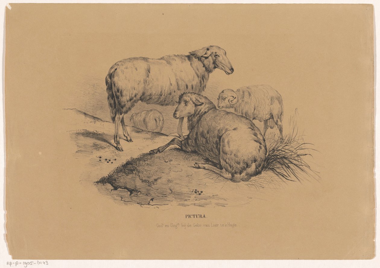 cuatro ovejas Pictura (título de la serie sobre el objeto) de Carel Christiaan Antony Last