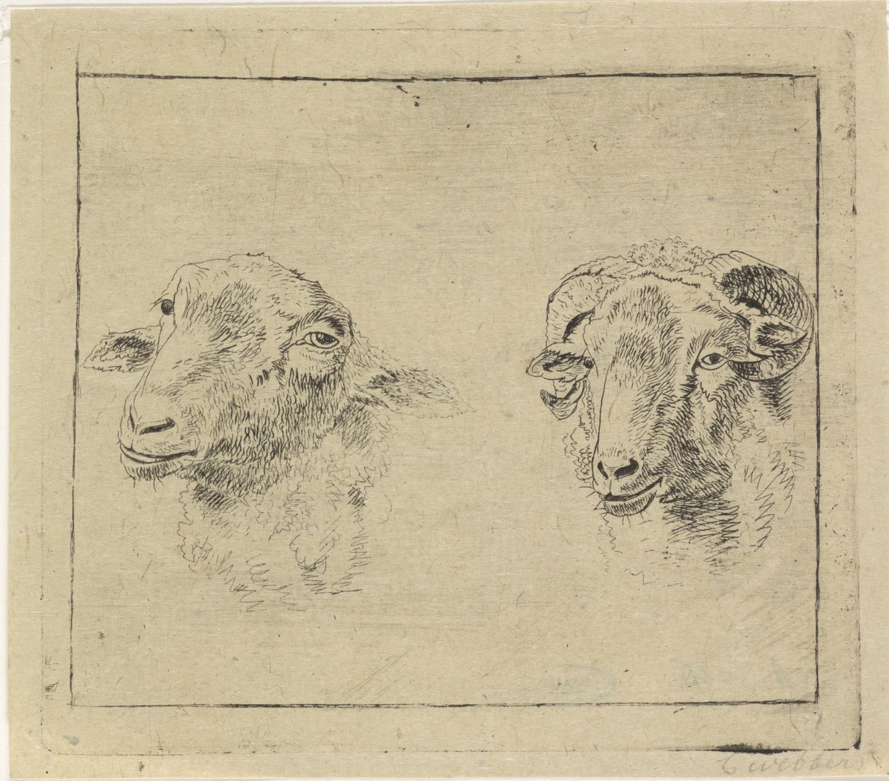 Cabeza de carnero y cabeza de oveja de Carel Webbers