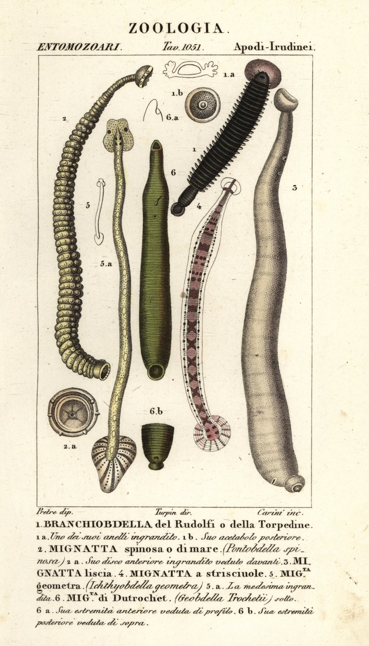 Sanguijuelas y sanguijuelas de agua dulce: Branchiobdellida 1, Pontobdella spinosa 2, Whitmania laevis 3, Hirudo vittata 4, Piscicola geometra 5, Ichthyobdella geometra 5, Geobdella trochetii 6 de Carini Carini