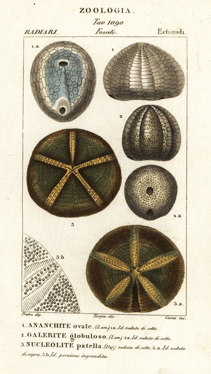 Fósiles de erizos de mar extinguidos: Echinocorys (Ananchites) 1, Galerites globulosus 2, y Nucleolites patella 3 de Carini Carini