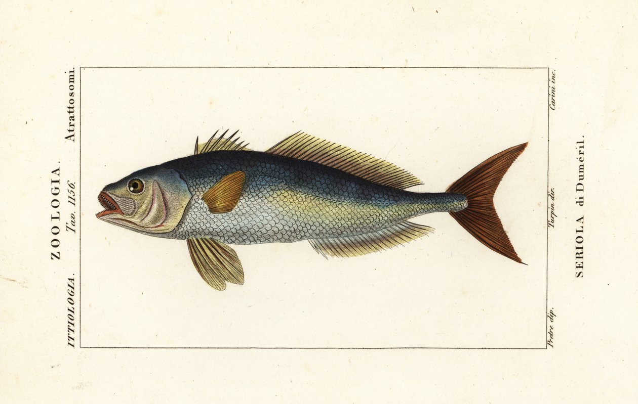 Seriola dumerili, Seriola di Dumeril de Carini Carini
