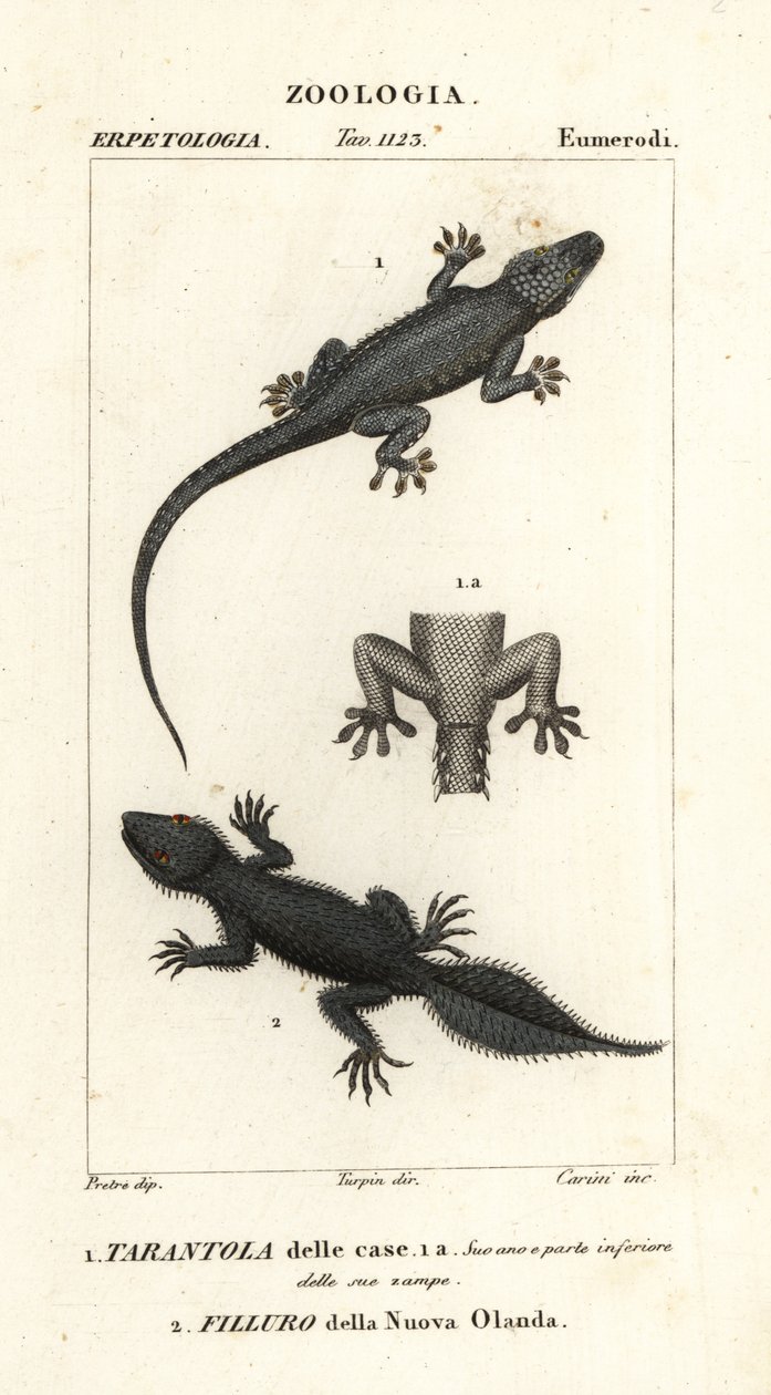 Gecko doméstico, Hemidactylus frenatus 1, y gecko de cola ancha, Phyllurus platurus 2 de Carini Carini
