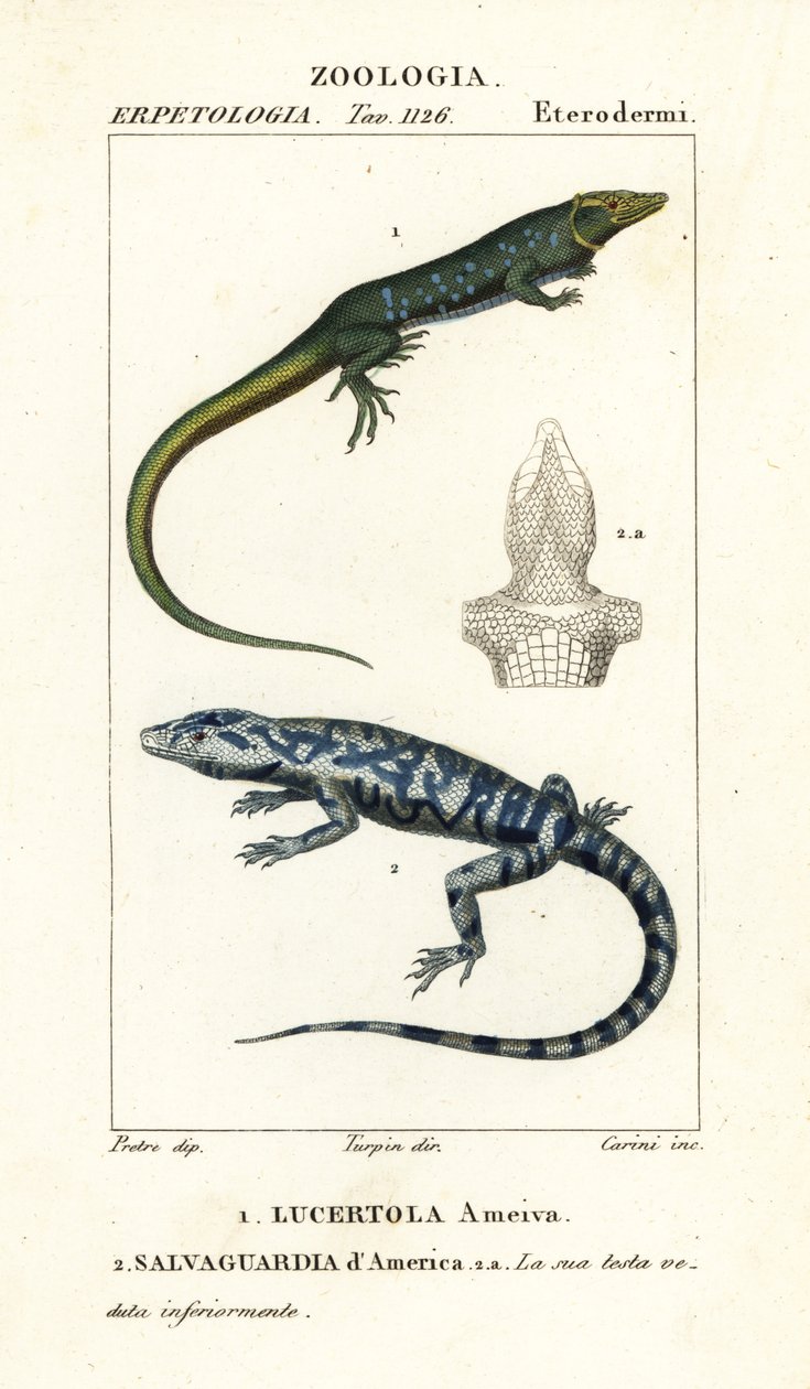 Corredor de la selva, Ameiva ameiva,, Lucertola ameiva 1 y tegu dorado, Tupinambis teguixin, Salvaguardia dAmerica 2 de Carini Carini