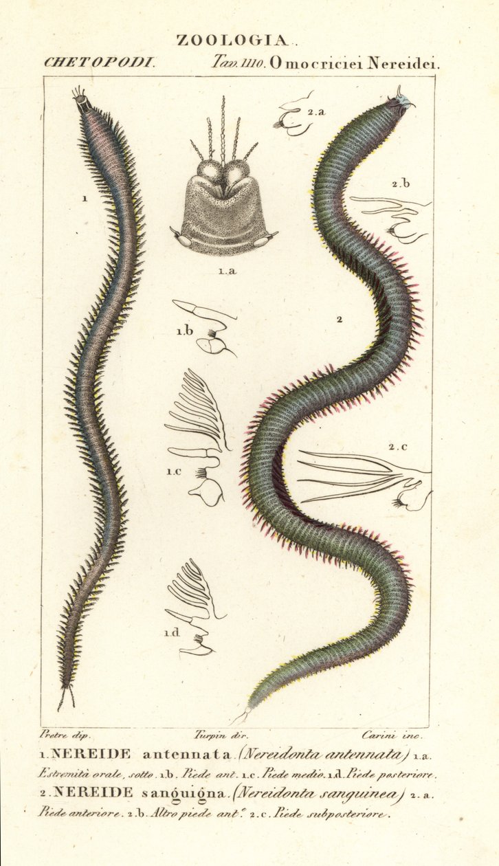 Leodice antennata, Nereidonta antennata 1, y Eunice sanguinea, Nereidonta sanguinea 2 de Carini Carini