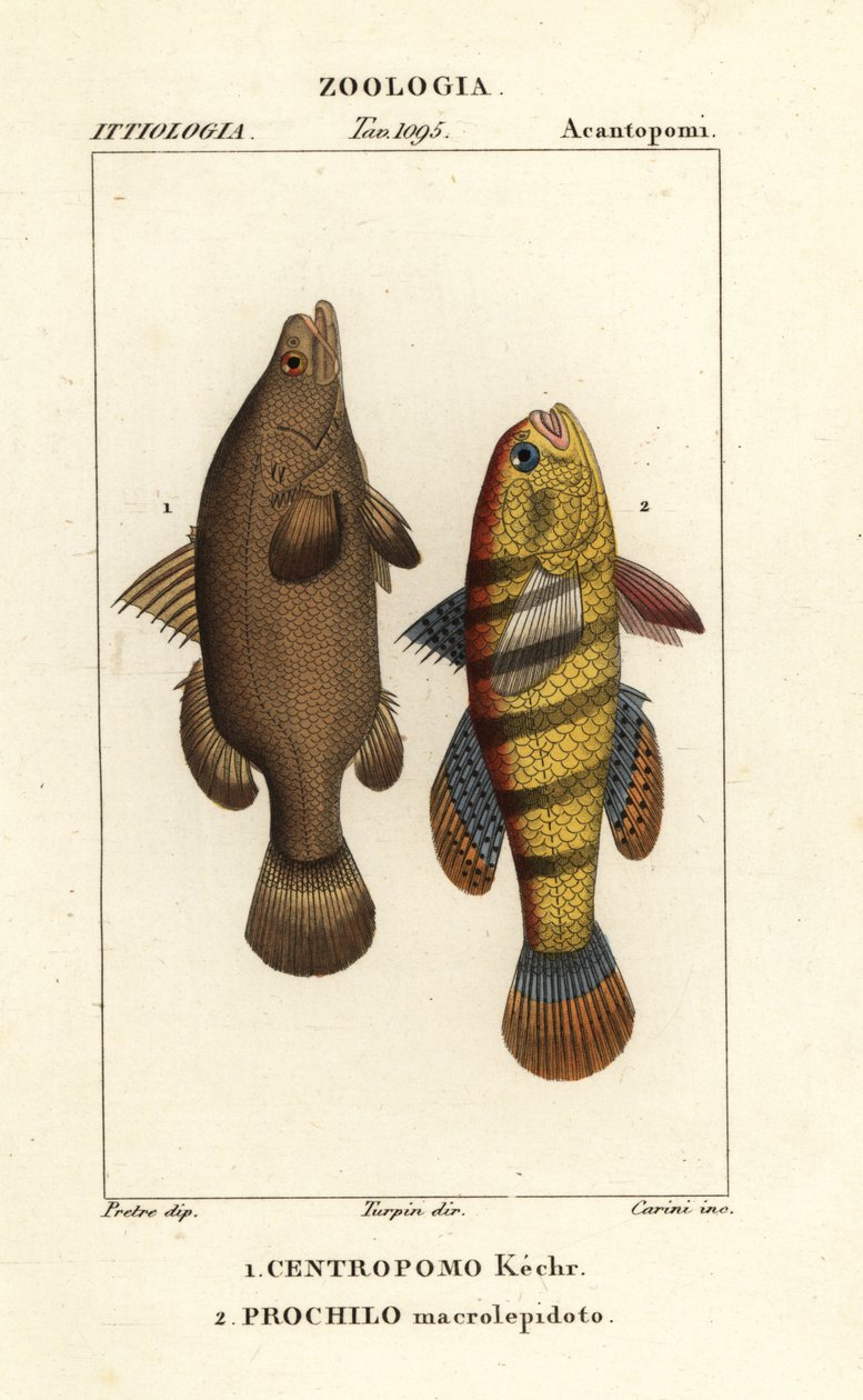 Perca del Nilo, Lates niloticus, y pez dormilón o gobio, Ophiocara macrolepidota de Carini Carini
