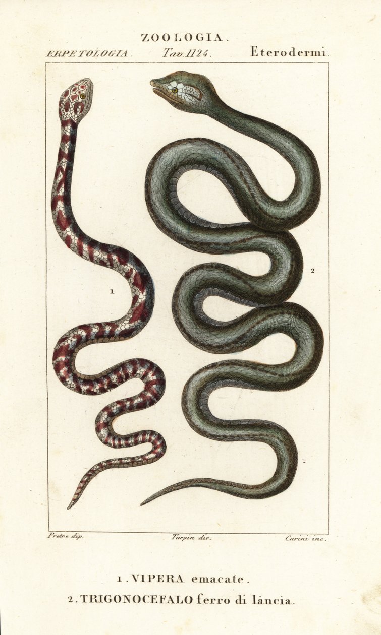 Cobra de cuello anillado, Hemachatus haemachatus 1, y lanceta de Martinica, Bothrops lanceolatus 2 de Carini Carini