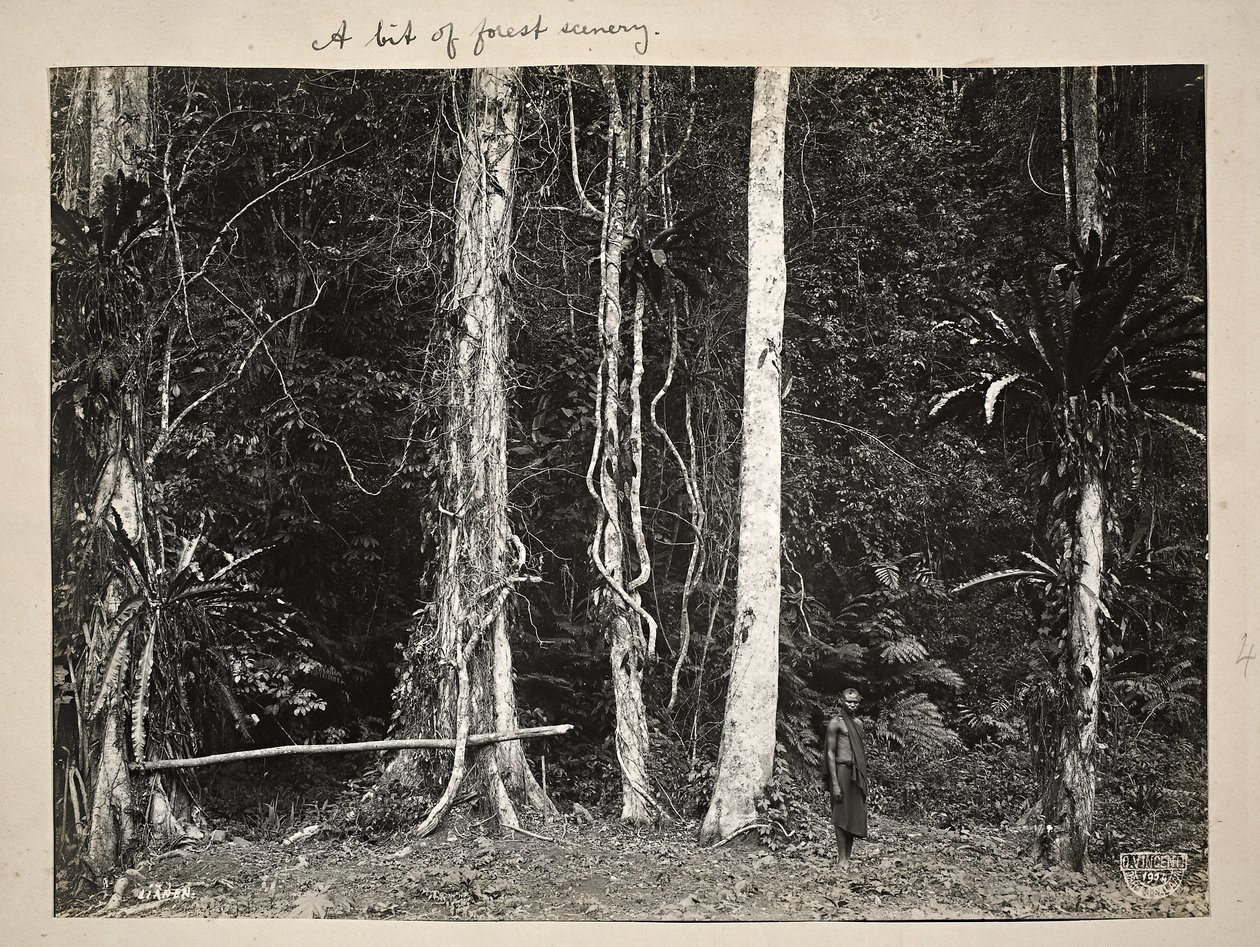 Lianas, o plantas trepadoras, 1904 de Carl Vincenti