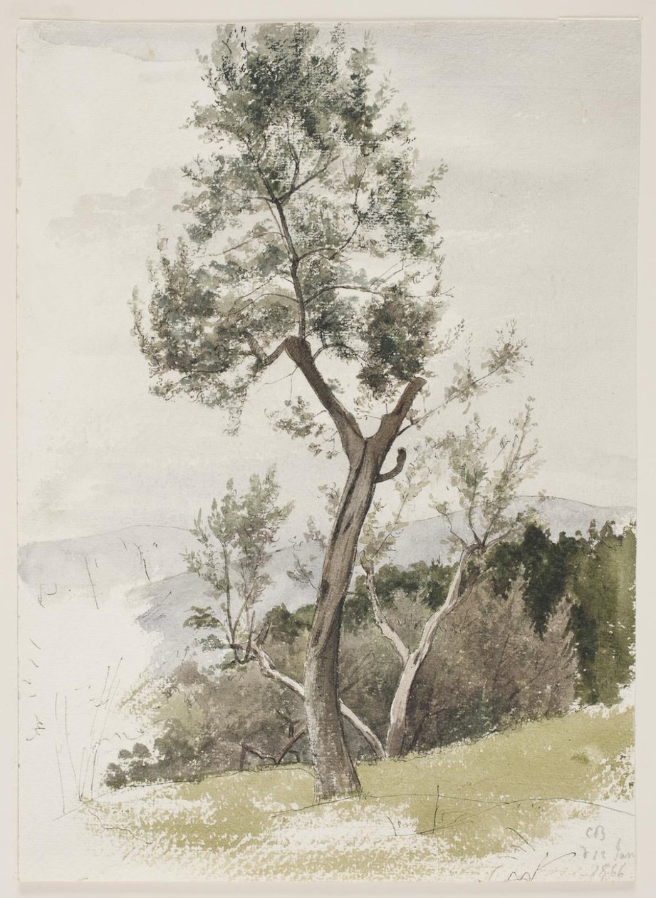 Árboles en una ladera de Carl Bloch