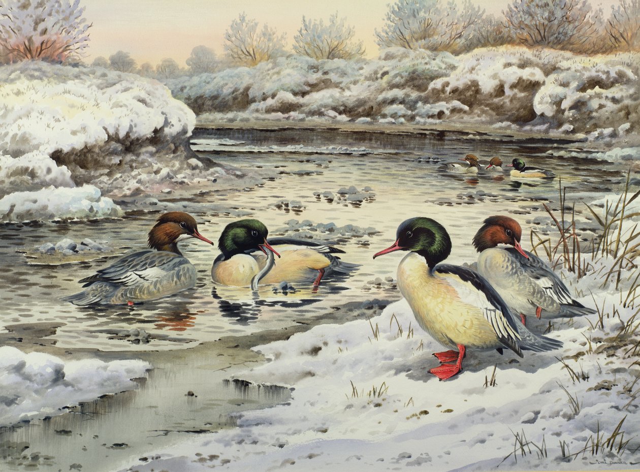 Serretas de Carl Donner