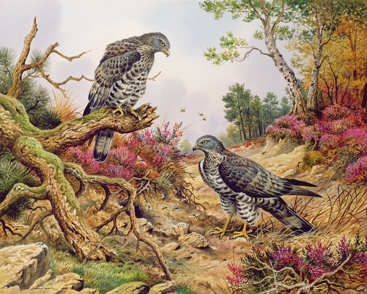 Abejeros europeos de Carl Donner