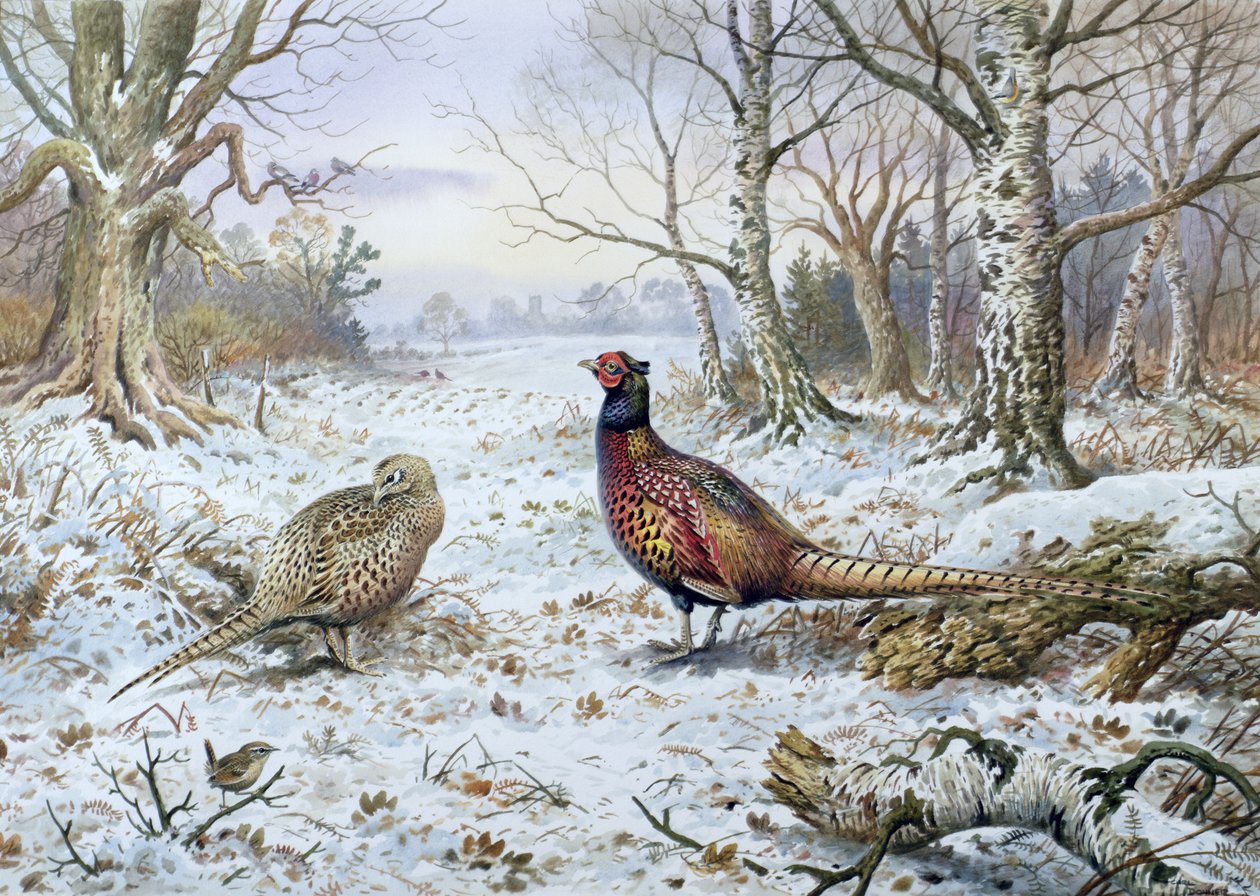 Pareja de Faisanes con un Chochín de Carl Donner