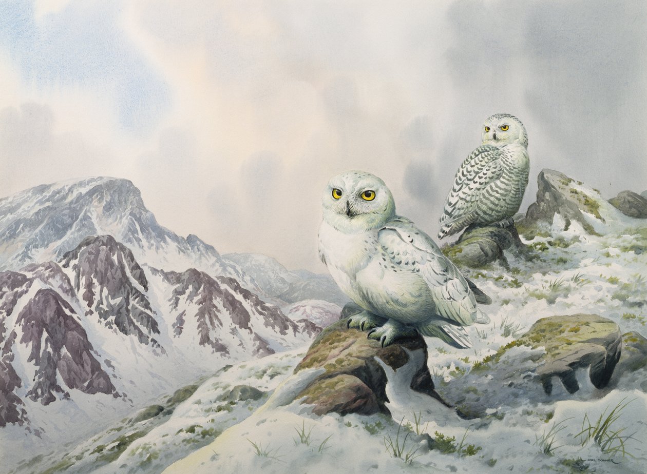 Pareja de búhos nivales en las montañas nevadas, Australia de Carl Donner