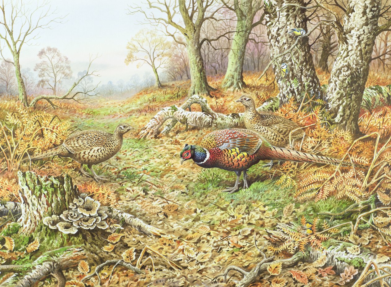 Faisanes con Herrerillos de Carl Donner