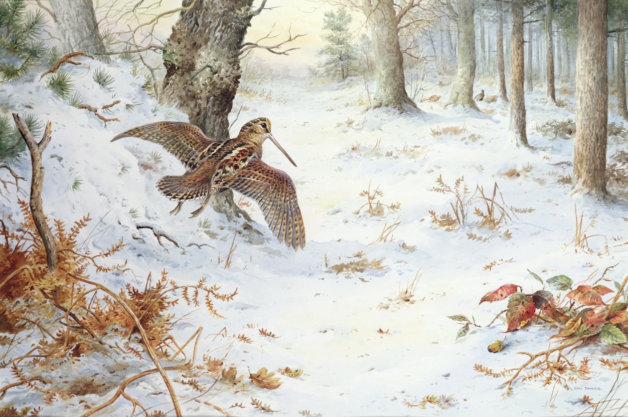 Agachadiza en paisaje boscoso de Carl Donner