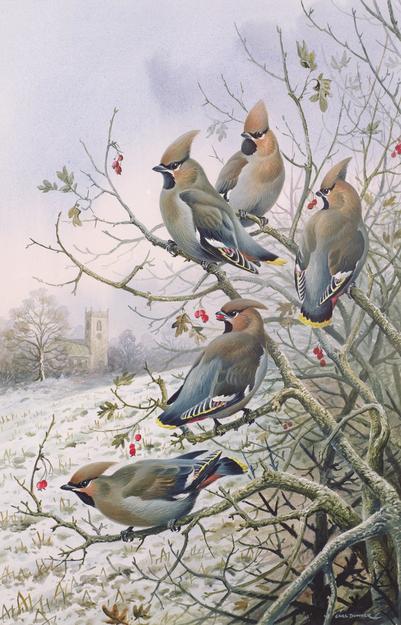 Ampelis europeos de Carl Donner