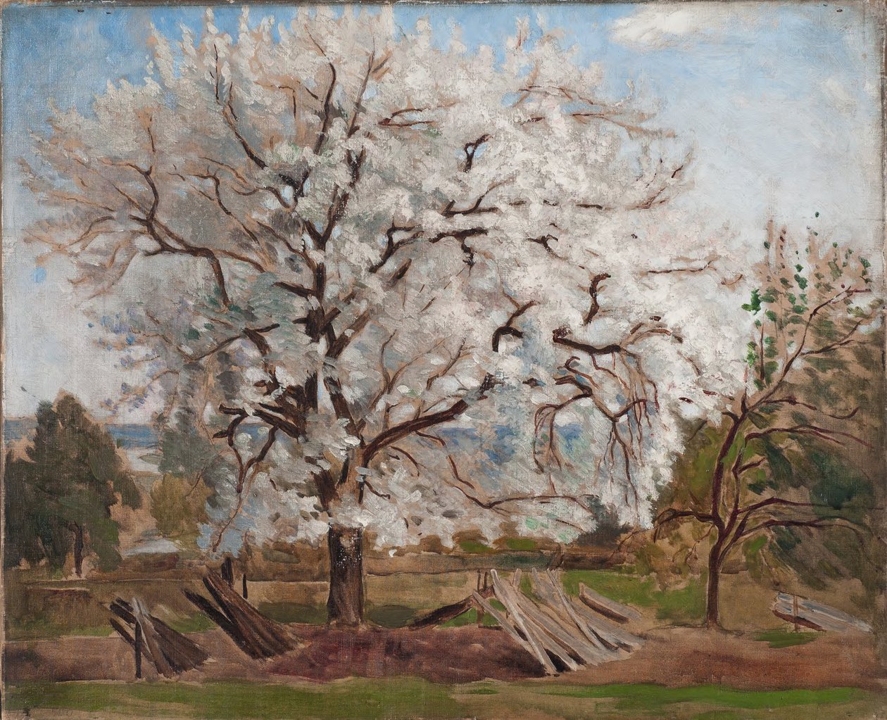 Manzano en flor de Carl Fredrik Hill
