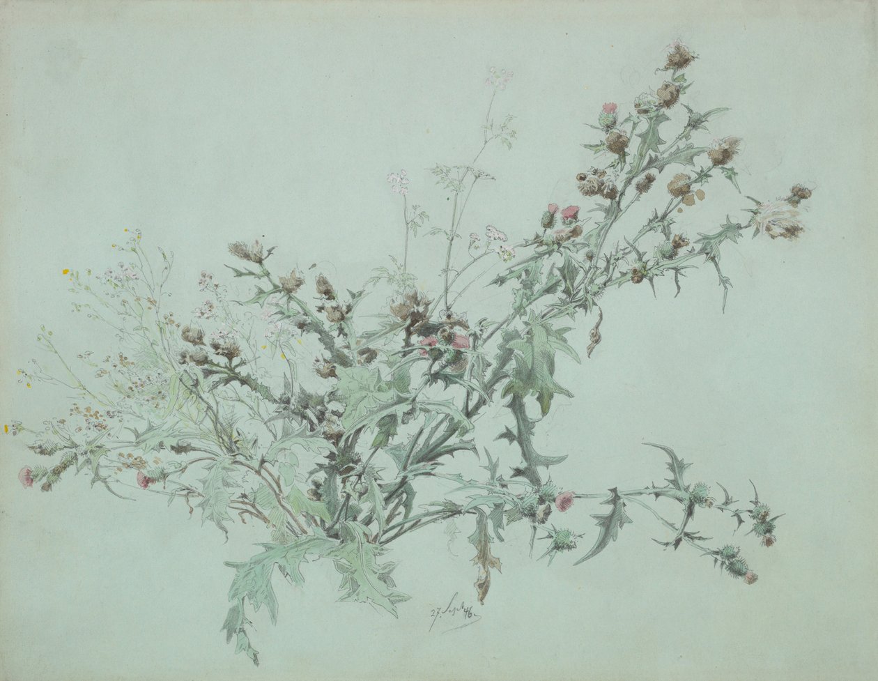Estudio de un cardo en flor, 1846 de Carl Georg Anton Graeb