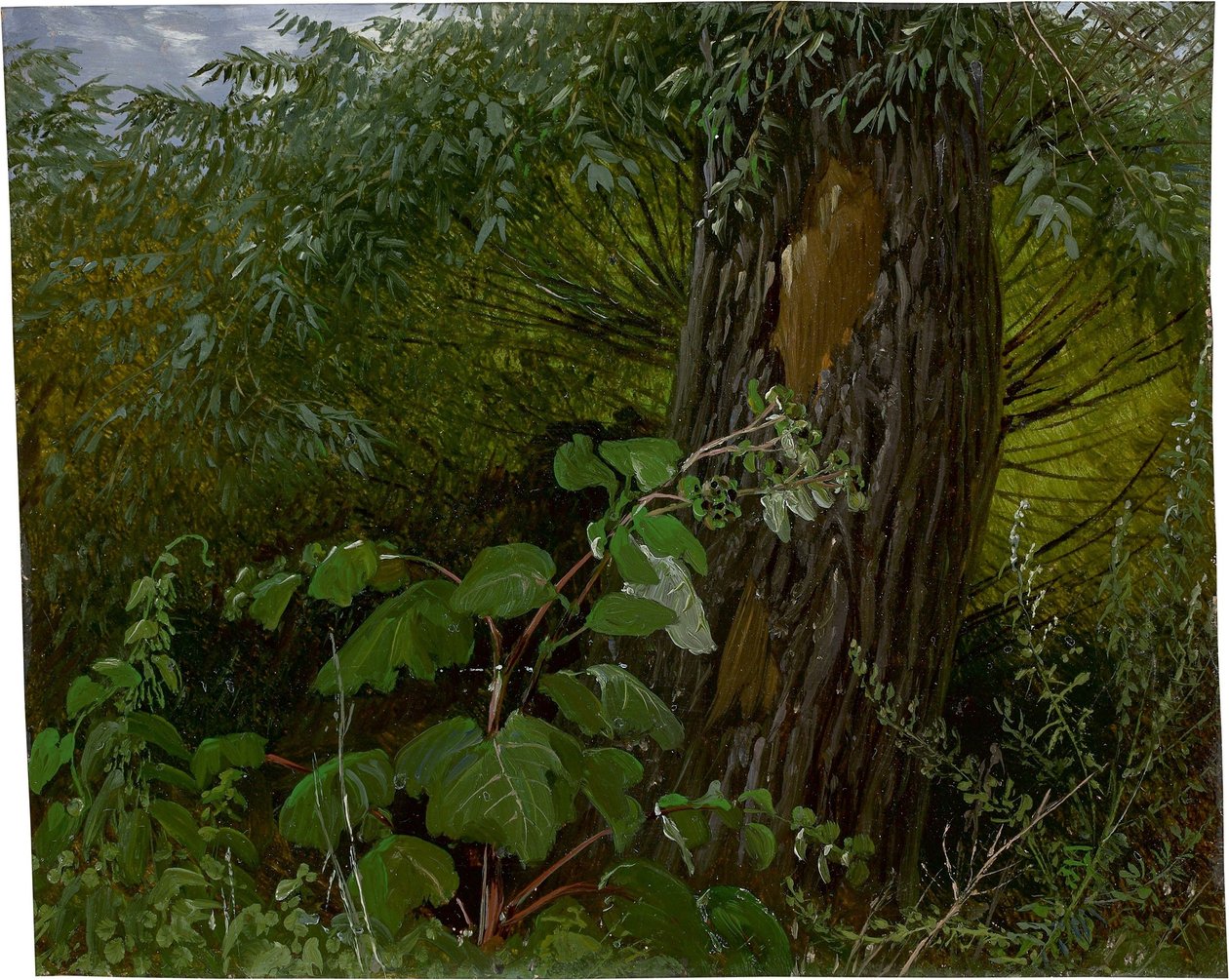 Tronco de sauce con maleza de Carl Gustav Carus
