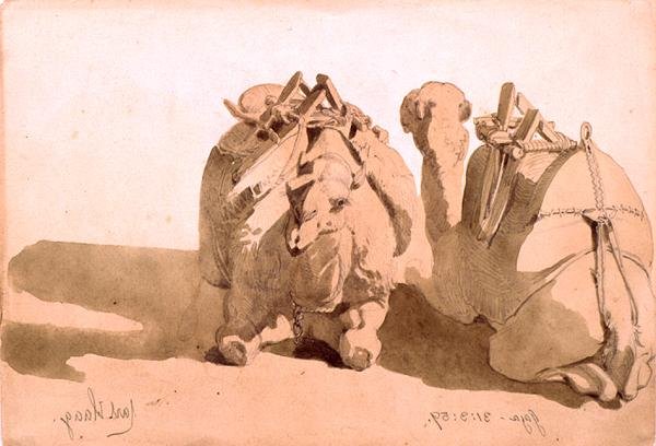 Estudio de camellos de Carl Haag