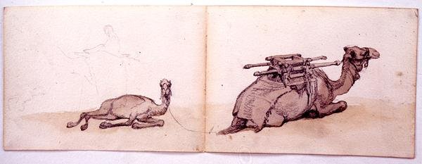 Dos bocetos de dromedarios de Carl Haag
