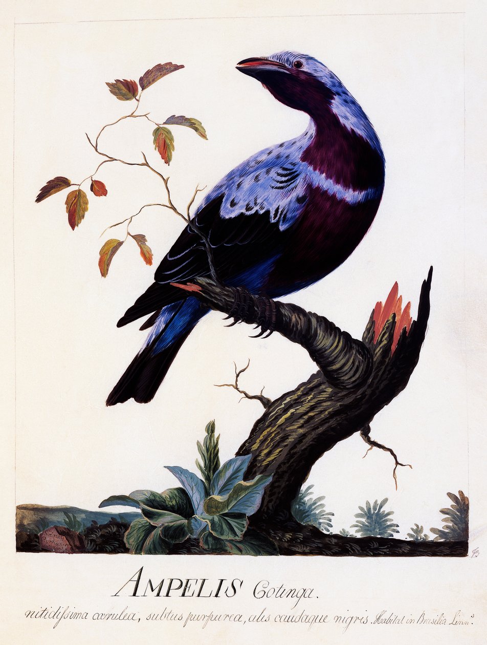 Ampelis cotinga (Cotinga cotinga), Cotinga de pecho morado, acuarela de Carl Linnaeus