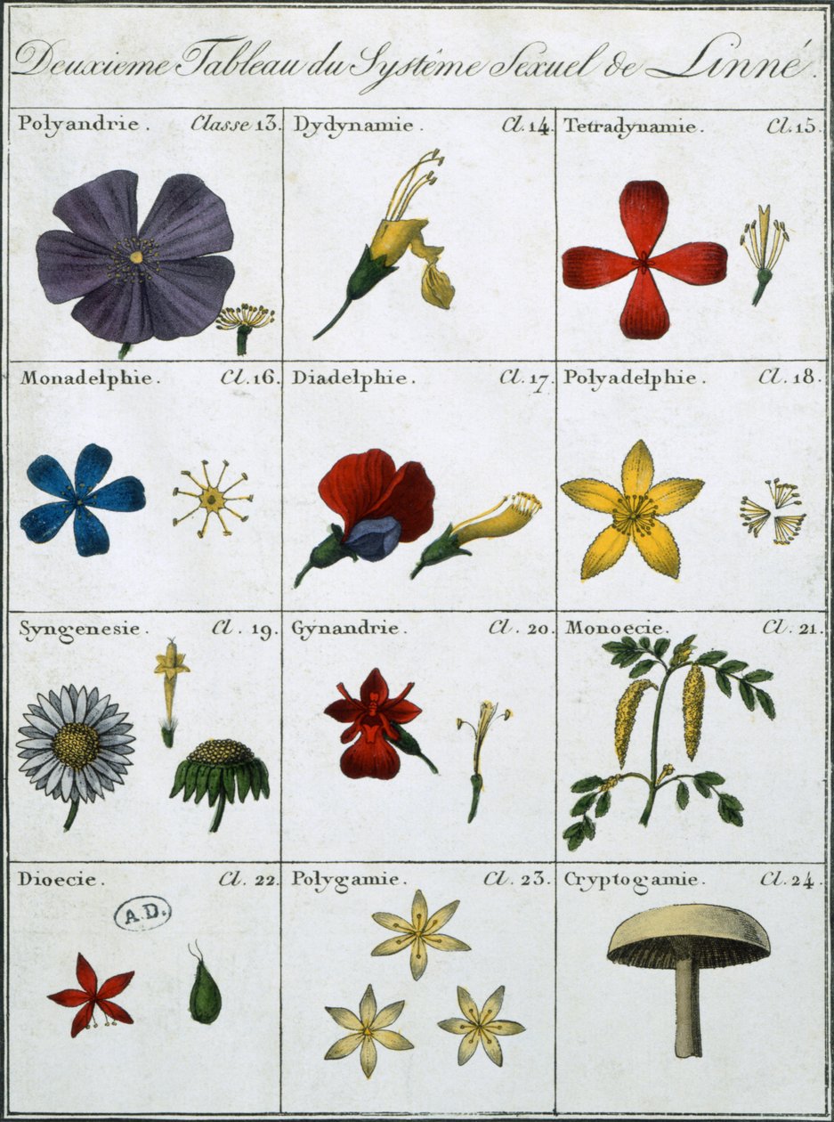 Segunda tabla del sistema sexual de plantas de Linneo de Carl Linnaeus