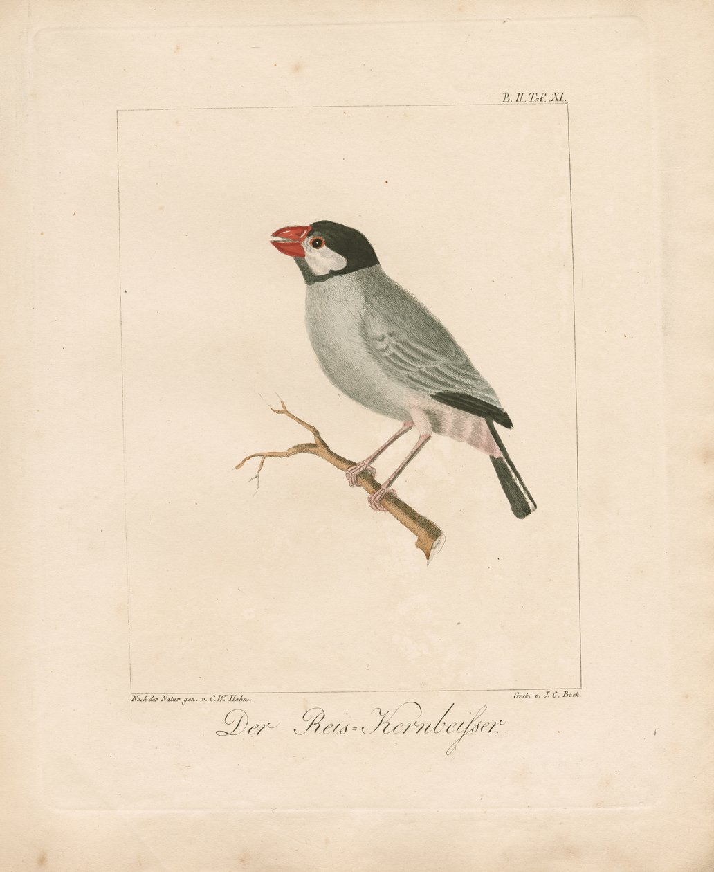 El pinzón arrocero de Java (litografía coloreada a mano) de Carl Wilhelm Hahn