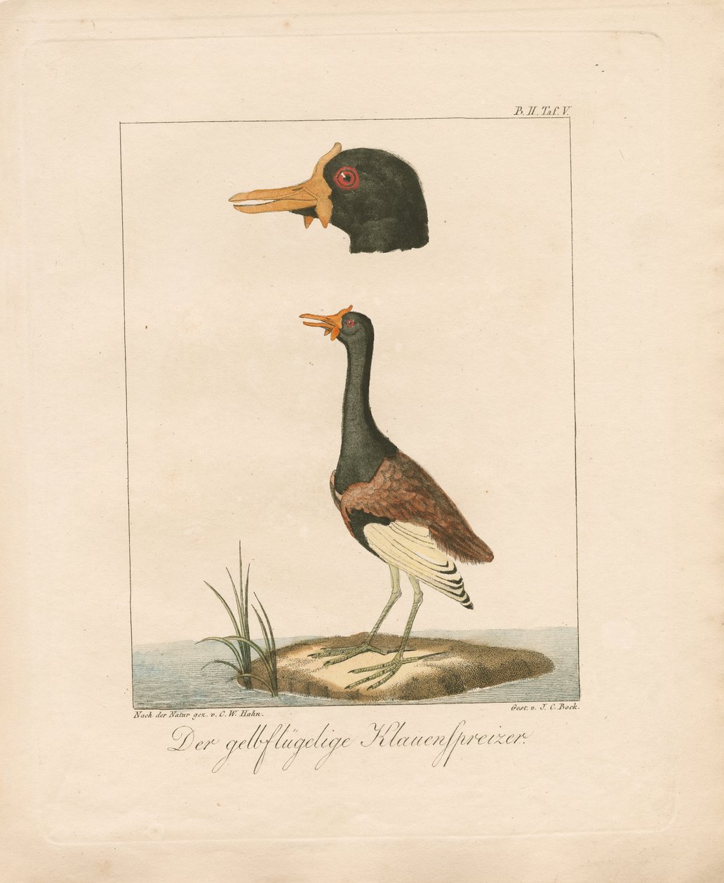  de Carl Wilhelm Hahn