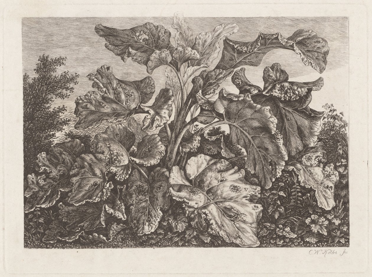 Estudio de planta con bardana de Carl Wilhelm Kolbe