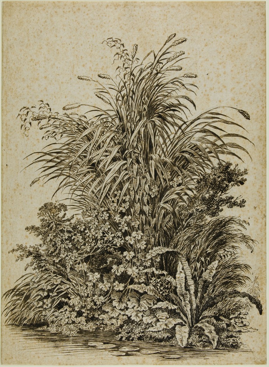 Plantas al borde del agua de Carl Wilhelm Kolbe the elder